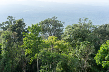 Green forest trees and silhouette of the mountains, nature landscape, forest theme, forest scenery.