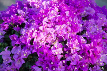 Purple flower in garden with sunlight