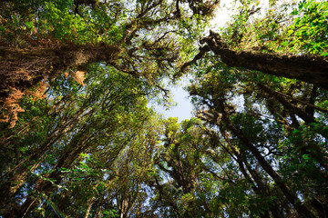 Fototapeta premium Rainforest on the top mountain Doi Inthanon National Park, northern of Thailand - Green nature concept