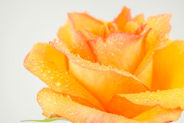 Orange rose with water drops