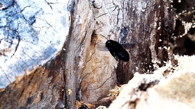 Violettfl&uuml;gelige Holzbiene fliegt in Brutr&ouml;hre