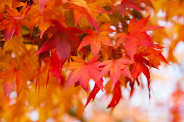 Red and Orange Autumn Fall Leaves in Lithgow New South Wales on 15th May 2015