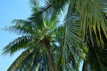 Palm tree leaves