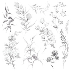 Wild flowers and herbs pencil sketch