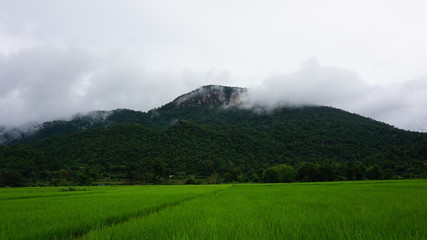 A lush Paddy field surrounded by mountains and clouds.