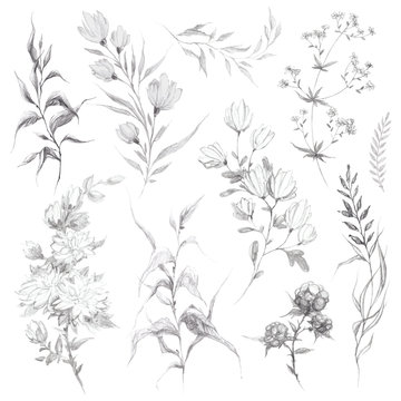 Wild flowers and herbs pencil sketch