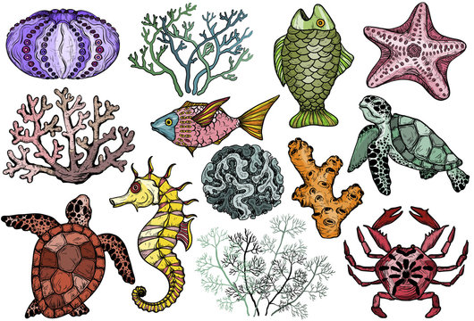 Ocean life organisms, shells, fish, corals, sea horse, crab and turtle.