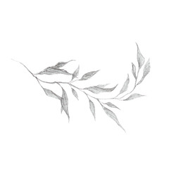 Wild herb branch pencil drawing