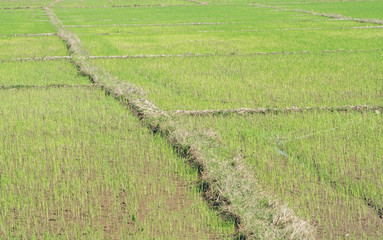 Landscape of rice field with ground walk way natural on background