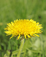 dandelion against a background of green grass