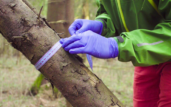 Close up woman's hands in protective gloves. Scientist ecologist in the forest measuring tree trunk