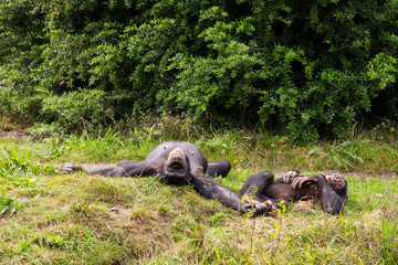 Fototapeta na wymiar Two chimpanzees lie in the meadow