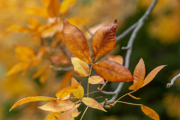 Orange Autumn leaves with blurred background at Mount lofty south australia on 17th May 2018