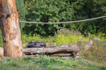 A chimpanzee lies on a wooden scaffolding