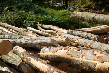 Obraz premium Deforestation concept view