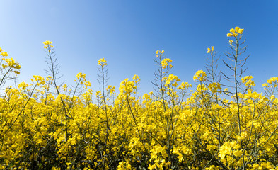 Farbenrausch, Farben des Frühlings: gelb und blau, Rapsfeld unter blauem Himmel :)