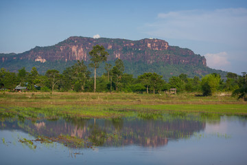 Beautiful scenery of the seedlings (in-season rice field) with sandstone mountain background,Phu Langka National Park, Nakhon Phanom, Thailand