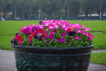 Beautiful Colorful Petunia Flowers in the flower pot with grass field background