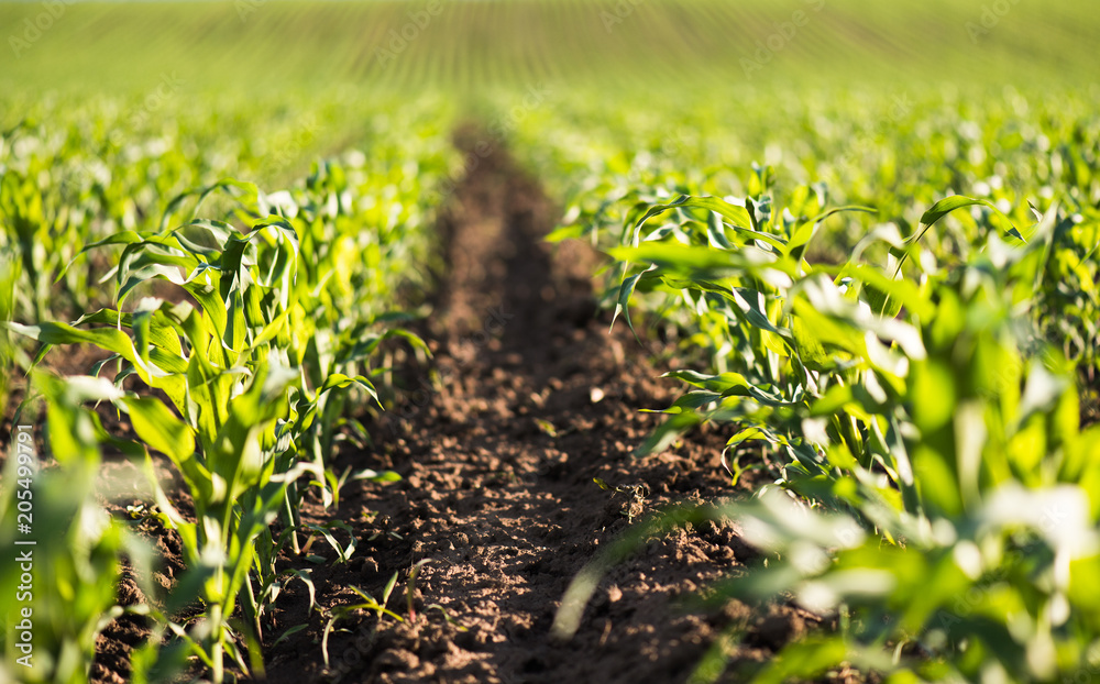 Sticker plant of young green corn