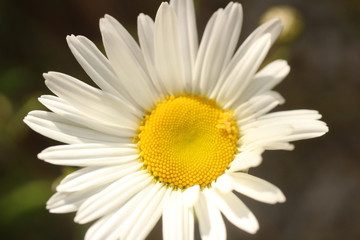 Fototapeta premium 4