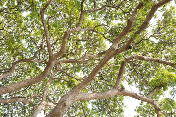 Fototapeta premium Big tree branch nature textured background.
