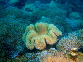 Obraz premium Soft coral