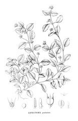 Fototapeta premium Illustration of plant