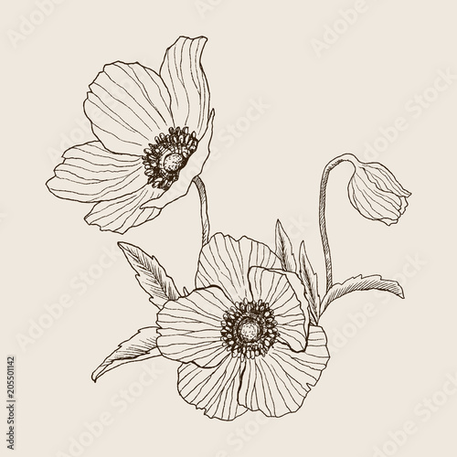 Anemone flower vector drawing bouquet. Isolated wild plant