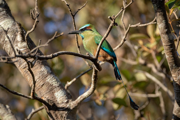 un motmot à sourcils bleus est perché sur sa branche