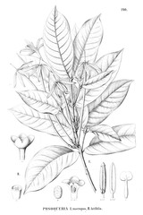 Illustration of plant
