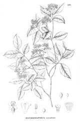 Illustration of plant