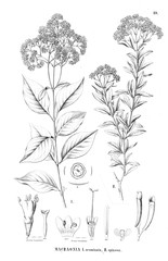 Fototapeta na wymiar Illustration of plant