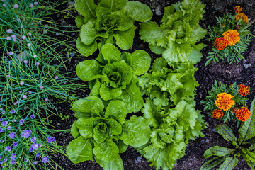The young lettuce and vegetable seedling in the garden. 