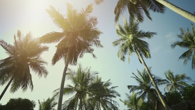 Low Angle Shot of Palm Tree Forest with a Sunny Blue Sky. Shot on RED Epic 4K UHD Camera.