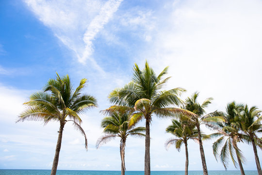 Coconut or palm tree near sea beach or ocean with blue sky and clouds on the background.