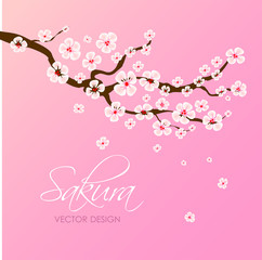 Japanese and chinese sakura.