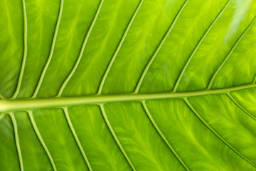 Green leaf in close up