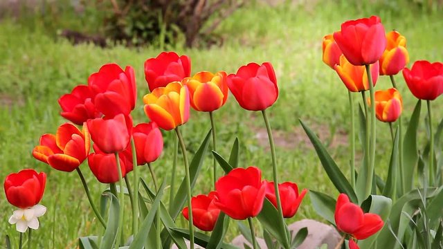 Blossoming tulips on a flowerbed in April