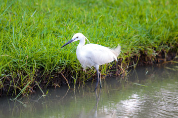 White egret bird walking in the lake water.