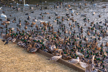ducks and swans in river  