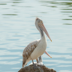 Fototapeta na wymiar Pelican bird standing on the rock near lake or pond water.