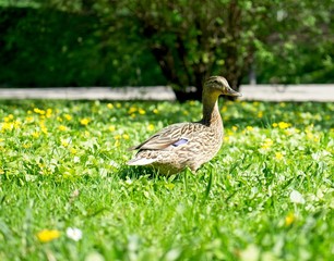Cute duck on the grass
