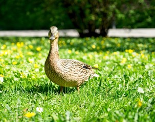 Cute duck on the grass
