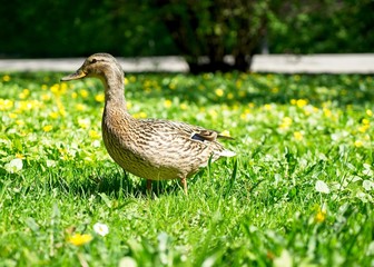 Cute duck on the grass