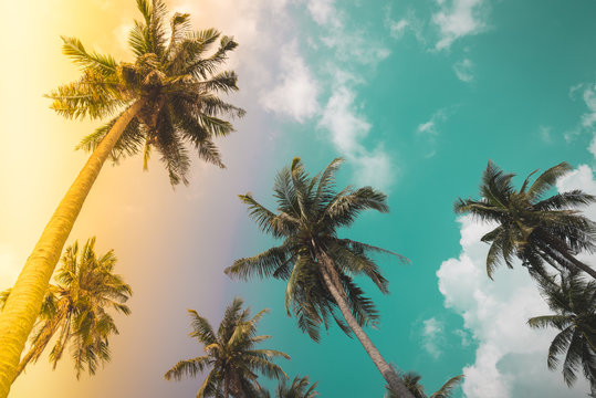 Coconut palm trees - Tropical summer breeze holiday, vintage & light leak effect