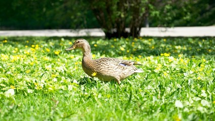 Cute duck on the grass