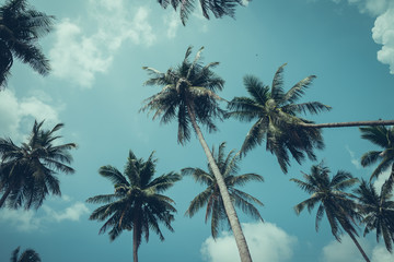 Fototapeta na wymiar Coconut palm trees - Tropical summer breeze holiday, Retro tone