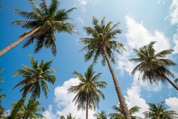 Obraz na płótnie Canvas Coconut palm trees in sunny day with blue sky - Tropical summer breeze holiday