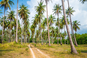 Fototapeta premium Coconut palm trees in sunny day with blue sky - Tropical summer breeze holiday
