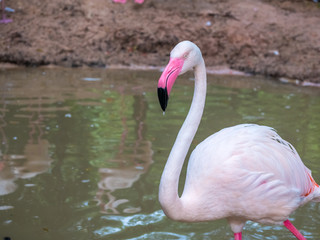 Pink big birds Greater Flamingos in the water cleaning feathers. 